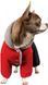 Костюм для собак Pet Fashion Dragon XS-2 Красно-черно-серый 2004702 фото 1