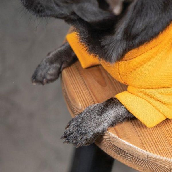 Толстовка Pet Fashion "SUPERDOG" для собак размер M, Оранжевая 2005503 фото