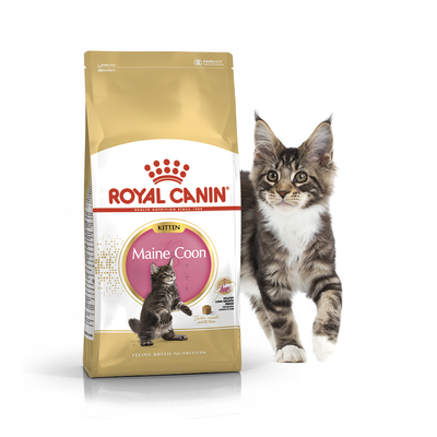 Сухий корм для кошенят Royal Canin Maine Coon Kitten породи мейн-кун 0.4 кг. 1005304 фото